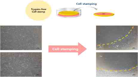 트립신 프리 셀 스탬프 시스템 상에서 스탬핑(세포이식) 후 세포가 이식되었는지 확인 할 수 있는 현미경 상 이미지