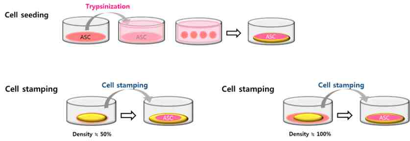 두 가지 세포 밀도에서의 트립신-프리 세포스탬프 실험