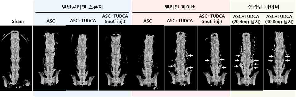 동물 모델내 지지체 및 전달방법에 따른 척추유합 골재생 Micro-CT 분석 검증