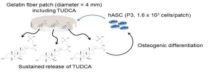 Sustained release에 의한 TUDCA 약물의 줄기세포 골분화 유도
