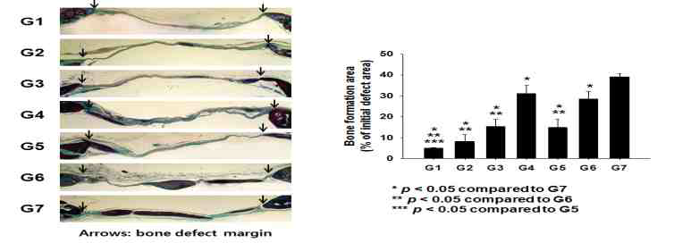 2주 후 마우스 두개골 재생 조직학 사진(Masson’s trichrome 염색)과 재생된 골 면적