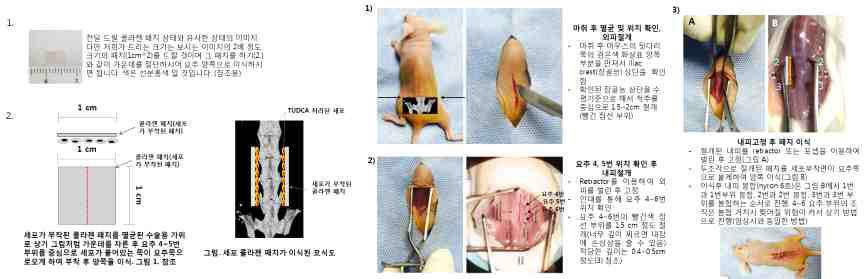 척추유합 누드 마우스내 TUDCA 전처리 지방유래 줄기세포 스탬핑 패치 이식방법
