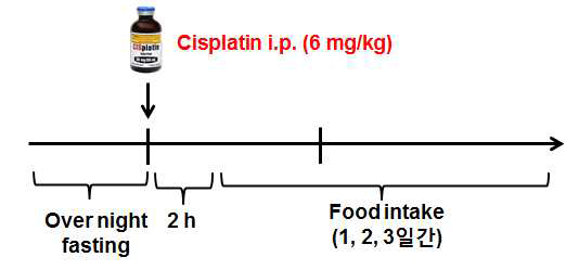 Cisplatin 유발성 식욕부진 동물실험 스케쥴