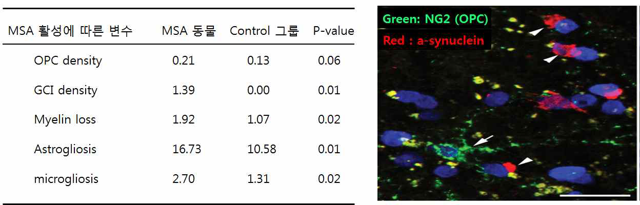 MSA 질환모델에서 관측된 MSA 활성에 따른 변수