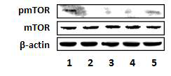 세포와 세포시트조각이 이식된 전경골의 pmTOR에 대한 western blot 분석