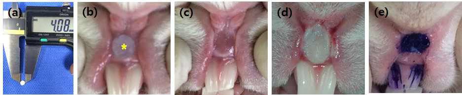 70% acetic acid를 이용한 토끼의 gingival mucosa 중증 궤양 유도