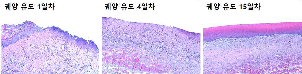 궤양 유도 후, 1, 4, 그리고 15일 후 H&E 염색된 점막