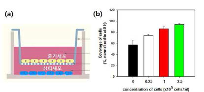중간엽줄기세포와의 공배양에 따 른 상피세포의 이동성