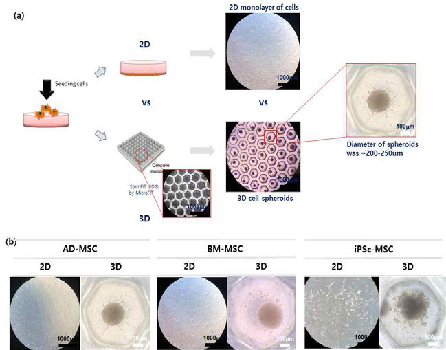 (a) Cell monolayer와 cell spheroid 배양 모식도. (b) 여러 가지 조직 유래 줄기세포의 monolayer 및 spheroid의 형성 모 습. 지방유래줄기세포 (adipose-derived stem cells, AD-MSC), 골 수유래줄기세포 (bone marrow-derived stem cells, BM-MSC), 유도 만능줄기세포유래줄기세포