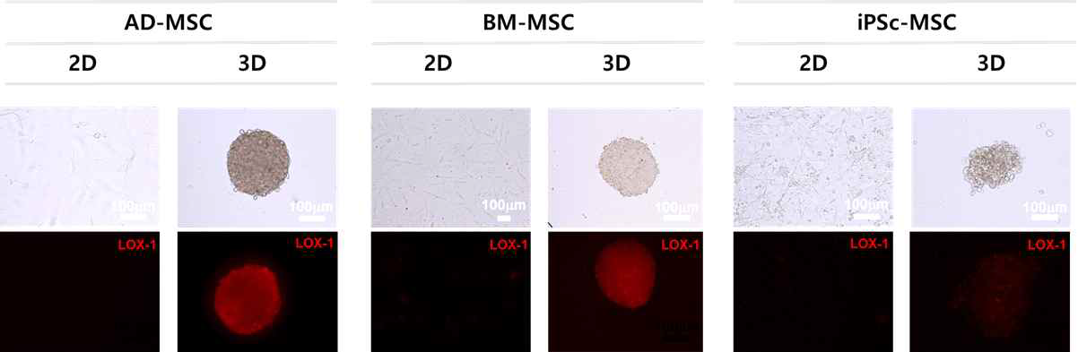 세 가지 다른 조직에서 유래된 줄기세포들의 3D spheroid 형성 및 Lox-1을 이용한 저산소환 경 평가