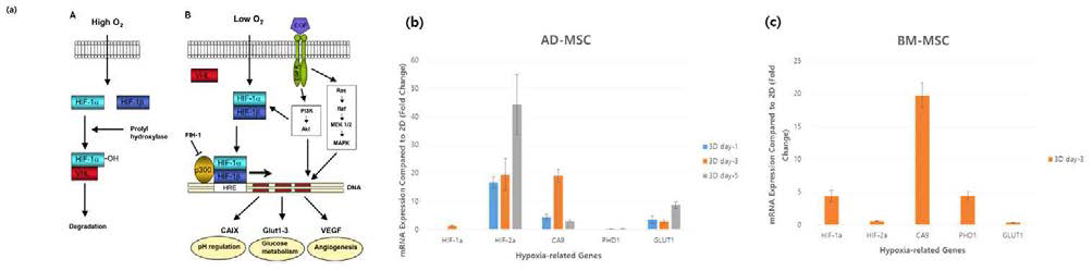 (a) 저산소환경에서의 유전자 조절 메커니즘. 3D spheroids 배양 조건 하에서 (b) 지방유래줄 기세포와 (c) 골수유래줄기세포의 저산소환경에서 발현되는 특이 유전자들의 발현률