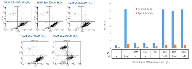 고농도 활성산소와 shikimic acid에 노출된 골수유래줄기세포의 사멸률