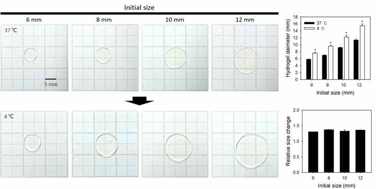 온도감응성 하이드로젤의 크기 변화
