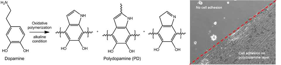 Polydopamine의 구조와 세포 부착 유도능력