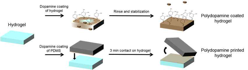 Polydopamine을 이용한 하이드로젤 표면 개질 방법 모식도