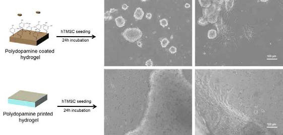 표면 개질된 하이드로젤에서의 hTMSC 부착 형태
