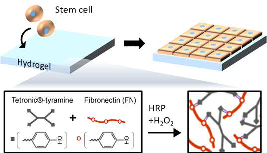 Fibronectin conjugation의 원리와 표면에서의 세포시트형성