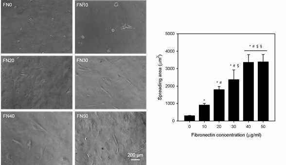 Fibronectin 농도에 따른 하이드로젤 표면에서의 cell spreading area