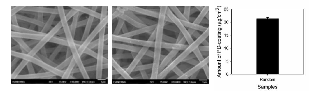 제작된 나노 섬유 지지체의 SEM 이미지 (좌) 및 polydopamine 표면 개질 이후 이미지 (중간). 나노 섬유 지지체 상에 코팅된 polydopamine의 정량 (우)