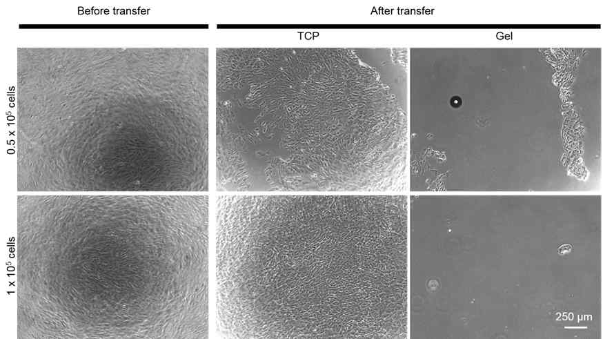 Seeding density에 따른 세포시트 형성과 전달 가능성