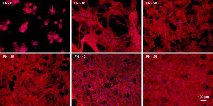 Fibronectin 농도에 따른 줄기세포시트 형성능