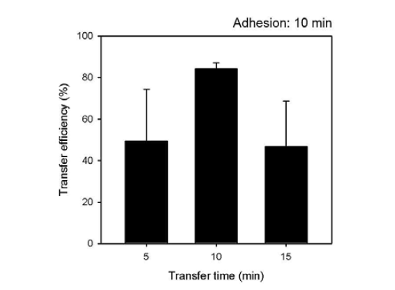 하이드로젤 팽창 시간에 따른 세포시트 전달 효율