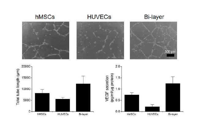 다중층 세포층에서의 신생혈관생성능