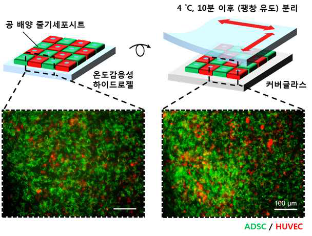 하이드로젤 상에서 형성된 공배양 줄기세포시트와 다음 목표로 (커버글라스) 성공적으로 전달된 공배양 줄기세포시트