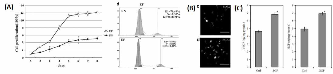 (A) EGF에 의한 지방유래줄기세포의 생장 향상(EF = EGF containing medium, UN = control), (B) EGF 처리에 의한 지방유래줄기세포의 분화능 향상(상- Non-treatment, 하- EGF treatment), (C) EGF 처리에 의한 지방유래줄기세포의 VEGF와 HGF의 생산량 증가