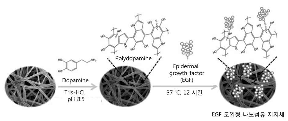 성장인자 도입형 나노섬유 지지체 제작 모식도