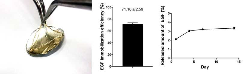 치료인자 도입 이후 커버글라스에서 분리중인 나노섬유 지지체 (좌), 나노섬유 지지체 상에서의 EGF 도입 효율 (중), 성장인자 도입형 나노섬유 지지체의 EGF 방출 평가