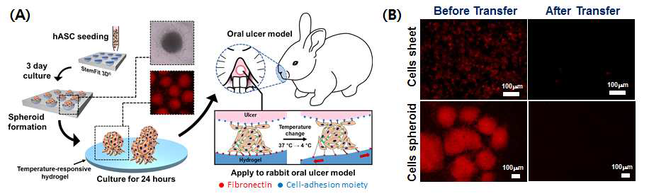 (A) 3D 줄기세포 스페로이드-시트 복합체를 이용한 중증 구강 궤양 치료 효능 평가 모식도. (B) 수화젤 위의 세포 시트와 줄기세포 스페로이드-시트 복합체의 구강 궤양으로의 전달 전후 모습
