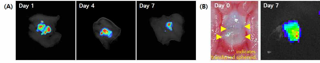 (A) 중증 구강 궤양으로 전달된 줄기세포 monolayer의 7일 동안의 잔존 확인. (DiD-labeled ADSCs, 형광). (B) 중증 구강 궤양으로 전달된 줄기세포 스페로이드-시트 복합체의 확인. DiD-labeled ADSCs가 육안으로는 파란으로 확인되며, 노란색 화살표로 표시 함(B-좌). 7일 후, 스페로이드-시트 복합체 잔존을 IVIS로 확인(B-우)