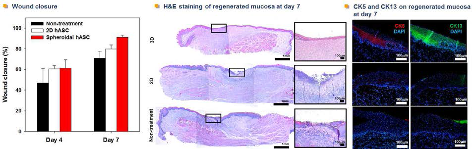 줄기세포 시트(2D)와 줄기세포 스페로이드-시트 복합체(3D)의 구강 궤양 치료 효능 평가