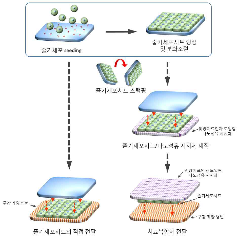 줄기세포시트의 전달을 통한 구강궤양치료법 개요