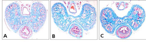 Results of Masson trichrome's stain for Penis(×40). A, Control group ; B, PE group ; C, Gami-Shinkiwhan group