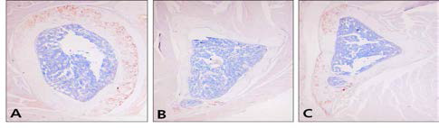 Changes in osteopontin(OPN) distribution in osteoblasts. A, Control group; B, Aging-elicited group; C, Gami-Shinkiwhan group