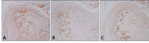 Immunohistochemistry of eNOS in Penis (×200). A. Control group. B. PE group. C. GS group. H, helicine artery in CCP. S, Sinus in CCP. SV, small vein. arrow, eNOS positive reaction