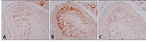 Immunohistochemistry of PDE5 in Penis(×100). A, Control group ; B, PE group ; C, GS group ; arrow, PDE5 positive reaction