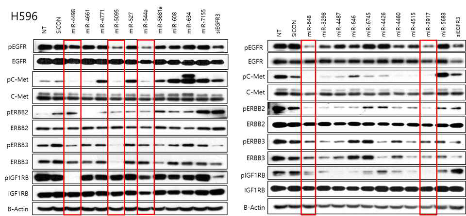 H596 세포주를 이용한 miRNA 20 종의 Western blotting