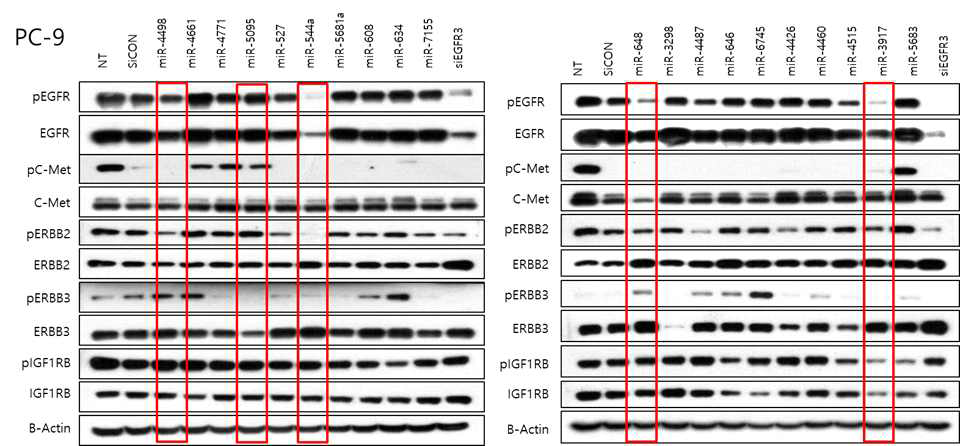 PC9 세포주를 이용한 miRNA 20 종의 Western blotting