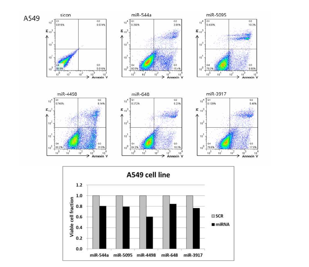 miRNA 후보군에 의한 apoptosis 평가 - A549 cell line