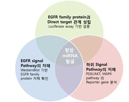 EGFR pathway 를 억제하는 miRNA 발굴을 위한 조건