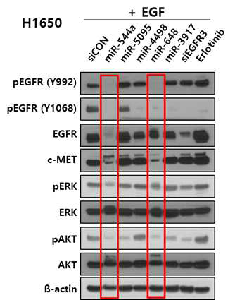 H1650 세포주에서 miRNA 후보 5종의 Western blot 평가