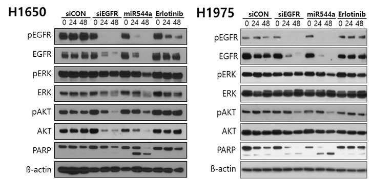 miR-544a 의 EGFR signaling pathway 영향 평가를 위한 Western assay: H1650 와 H1975