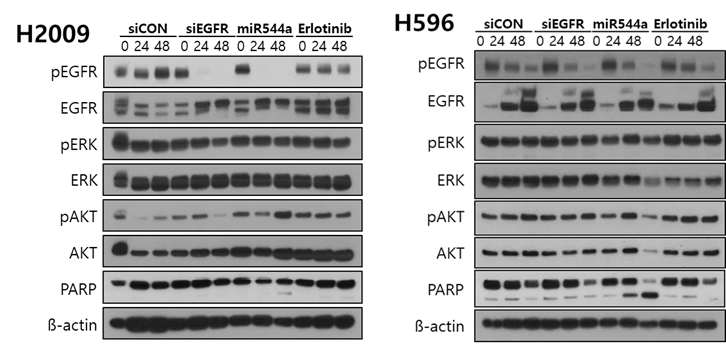 miR-544a 의 EGFR signaling pathway 영향 평가를 위한 Western assay: H2009 와 H596