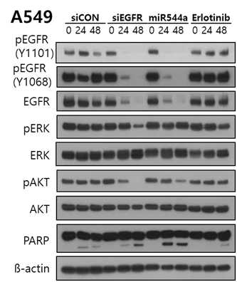 miR-544a 의 EGFR signaling pathway 영향 평가를 위한 Western assay : A549