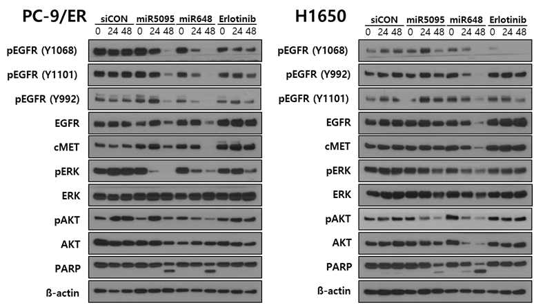 miR-648 및 miR-5095 의 EGFR signaling pathway 영향 평가를 위한 Western assay: PC-9/ER 와 H1650