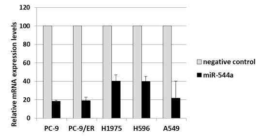 miR-544a 를 각 세포주에서 처리시 EGFR transcript 의 상대적 함량 변화