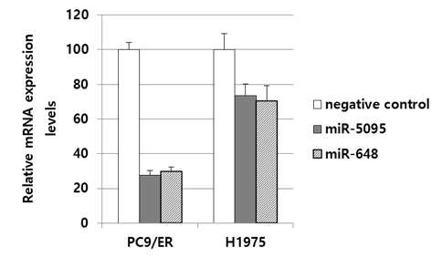 miR-5095 또는 miR-648 를 각 세포주에서 처리시 EGFR transcript 의 상대적 함량 변화